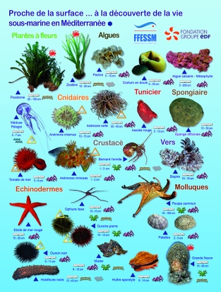 Plaquette immergeable - Point Rando Méditerranée